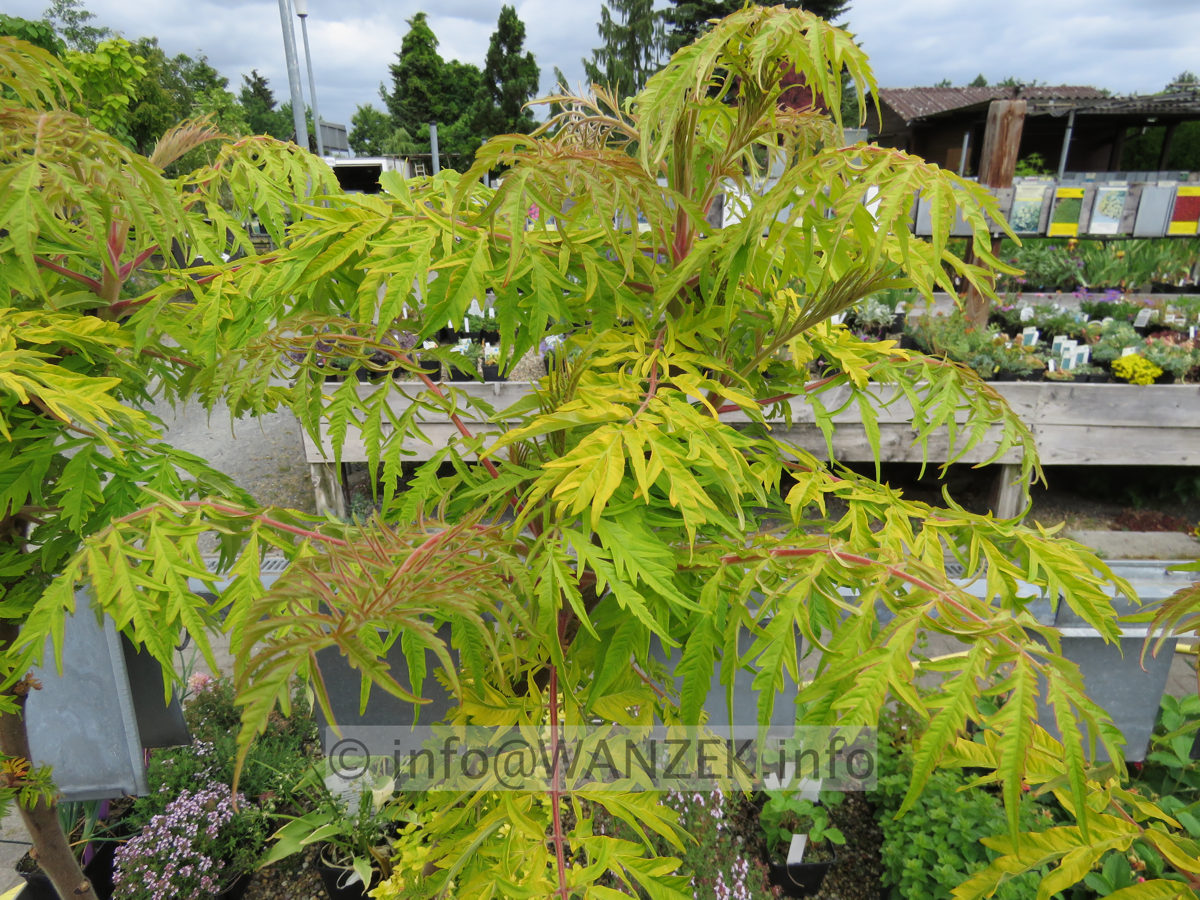 Rhus typhina Tiger Eyes 001.JPG